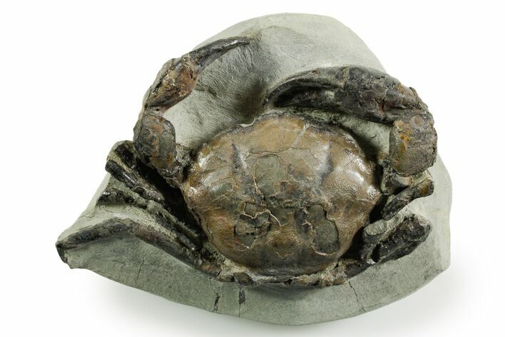 Exceptional Fossil Crab (Pulalius) - Washington State #367607